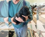 Small Photo #3 Goldendoodle (Miniature) Puppy For Sale in CASTLE ROCK, CO, USA