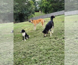 Suzie Q - Female German Shepherd Dog-Unknown Mix Dog for Adoption - Photo #2