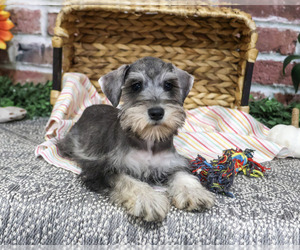 Schnauzer (Miniature) Puppy for Sale in SYRACUSE, Indiana USA