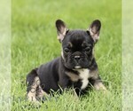 Small #5 French Bulldog