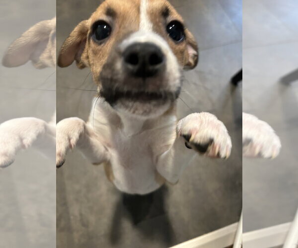 Medium Photo #9 Australian Shepherd-Chihuahua Mix Puppy For Sale in Mechanicsburg, PA, USA