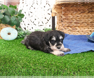 Schnauzer (Miniature) Puppy for sale in SYRACUSE, IN, USA