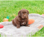 Small #1 Labrador Retriever