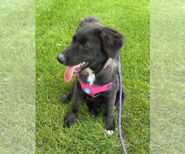Medium Photo #2 Labrador Retriever-Unknown Mix Puppy For Sale in Mundelein, IL, USA