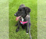 Small #1 Labrador Retriever Mix