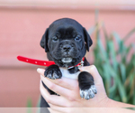 Small #4 Jug-Treeing Walker Coonhound Mix