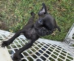 Puppy Blue Collar Pug
