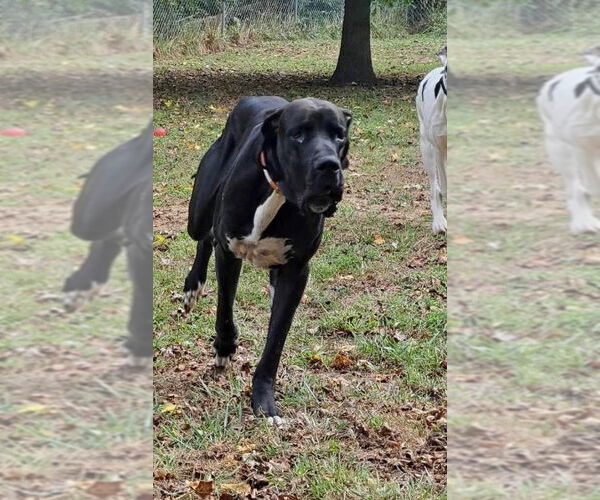 Medium Photo #11 Great Dane Puppy For Sale in Bullard, TX, USA