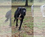 Small #10 Great Dane