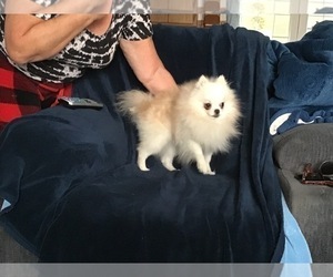 Father of the Pomeranian puppies born on 11/05/2019