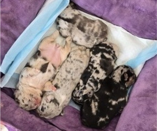 Medium Photo #4 French Bulldog Puppy For Sale in GLEN BURNIE, MD, USA