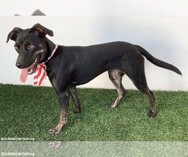 Medium Photo #2 Mutt Puppy For Sale in San Diego, CA, USA