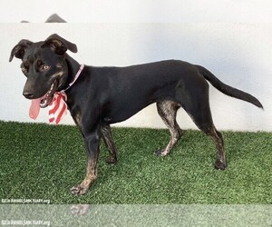 Greta - Female Mutt Dog for Adoption - Photo #2