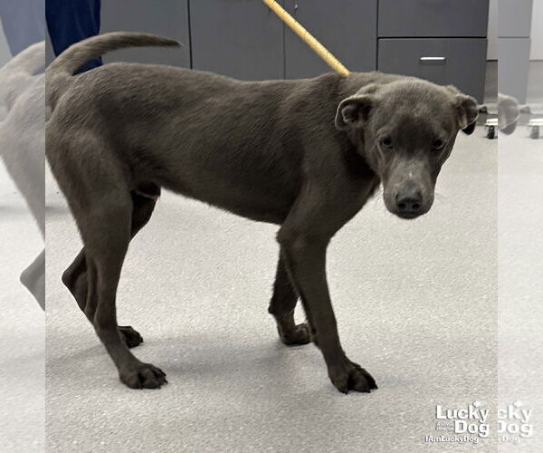 Medium Photo #2 Labrador Retriever-Unknown Mix Puppy For Sale in Washington, DC, USA