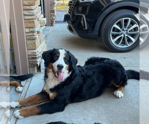Father of the Bernese Mountain Dog puppies born on 12/15/2021