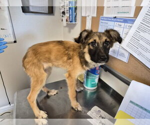 Wanda - Female Chihuahua-German Shepherd Dog Mix Dog for Adoption