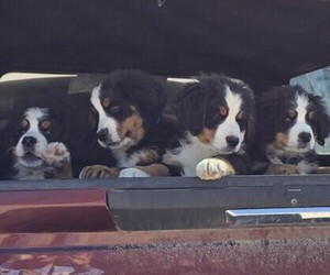 Bernese Mountain Dog Litter for sale in SALMON, ID, USA