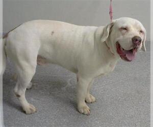 Mastiff-Unknown Mix Dogs for adoption in Pasadena, TX, USA