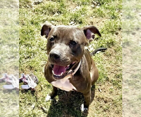 Medium Photo #5 American Pit Bull Terrier-Unknown Mix Puppy For Sale in Germantown, OH, USA
