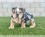 Small #10 English Bulldog