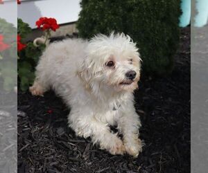 Father of the Maltese puppies born on 07/10/2025