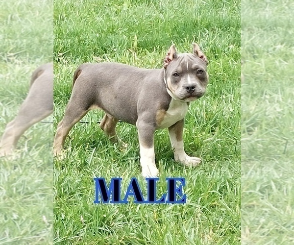 Medium Photo #1 American Bully Puppy For Sale in CALLAWAY, MD, USA