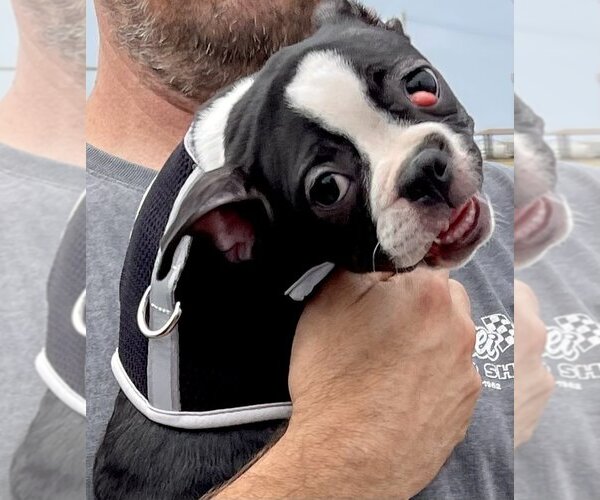 Medium Photo #2 Boston Terrier Puppy For Sale in Little Elm, TX, USA
