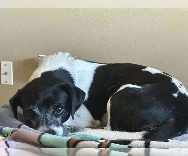 Medium Photo #2 Rat-Cha Puppy For Sale in Princeton, MN, USA