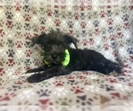Small #1 Schnauzer (Miniature)