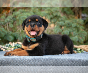 Medium Rottweiler