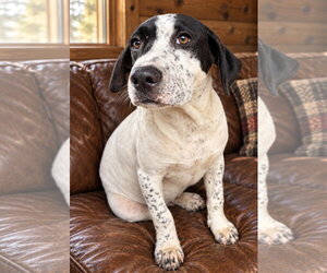 Labrador Retriever-Unknown Mix Dogs for adoption in Southbury, CT, USA