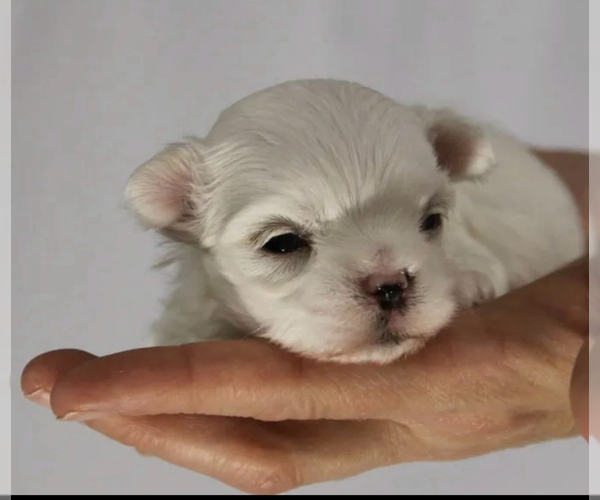 Medium Photo #3 Maltese Puppy For Sale in DELTONA, FL, USA