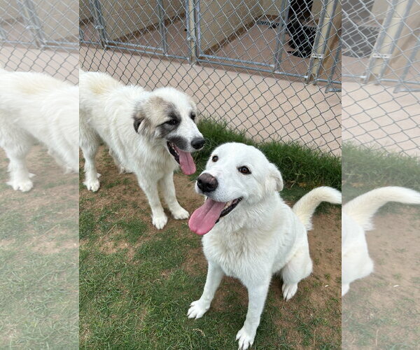 Medium Photo #7 Great Pyrenees-Unknown Mix Puppy For Sale in Croydon, NH, USA