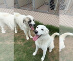 Small #6 Great Pyrenees Mix