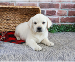 Small #8 Labrador Retriever