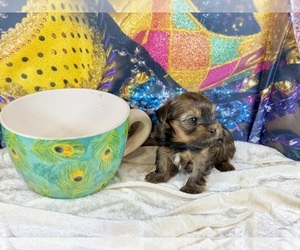 Morkie Puppy for sale in CASSVILLE, MO, USA