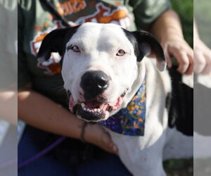 American Staffordshire Terrier-Unknown Mix Dogs for adoption in San Antonio, TX, USA