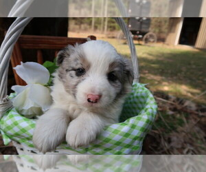 Australian Shepherd Puppy for sale in TRAVERSE CITY, MI, USA