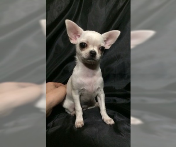 Medium Photo #2 Chihuahua Puppy For Sale in SAINT PETERSBURG, FL, USA