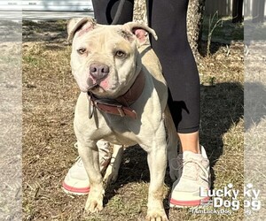 Mutt Dogs for adoption in Washington, DC, USA