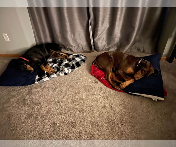 Medium Photo #9 Doberman Pinscher Puppy For Sale in Minneaoplis, MN, USA