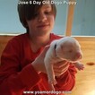 Small Photo #161 Dogo Argentino Puppy For Sale in JANE, MO, USA