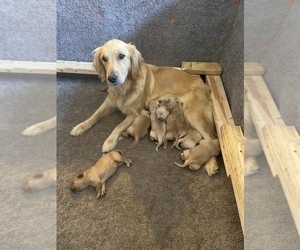 Mother of the Golden Retriever puppies born on 07/04/2022