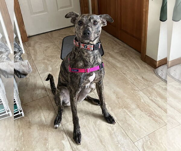 Medium Photo #4 Mountain Cur-Whippet Mix Puppy For Sale in Brooklyn Center, MN, USA