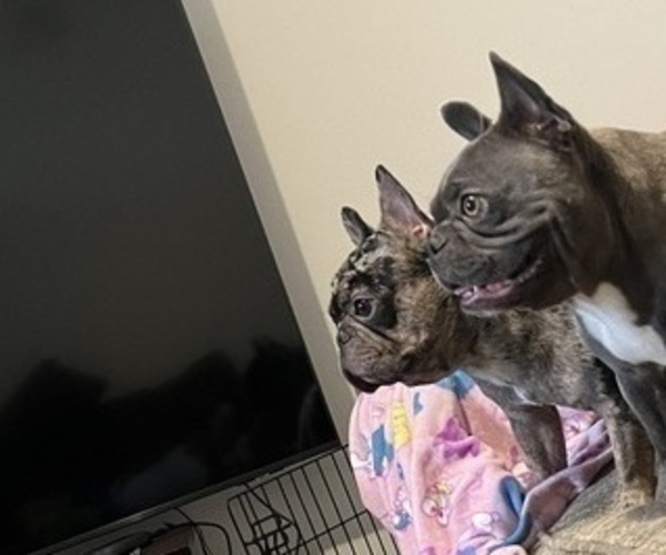 Medium Photo #3 French Bulldog Puppy For Sale in OCALA, FL, USA