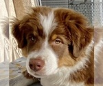 Small Photo #7 Australian Shepherd Puppy For Sale in COLORADO SPRINGS, CO, USA