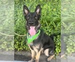Small Photo #3 German Shepherd Dog Puppy For Sale in Marina Del Rey, CA, USA