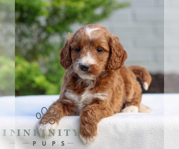 Medium Photo #1 Goldendoodle (Miniature) Puppy For Sale in LITITZ, PA, USA