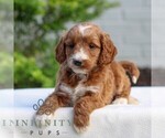 Small Goldendoodle (Miniature)