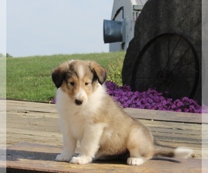 Collie Puppy for sale in FREDERICKSBURG, OH, USA